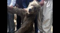 دستگیری عامل کشتار خرس قهوه ای در مرودشت + عکس یادگاری تلخ با جسد خرس