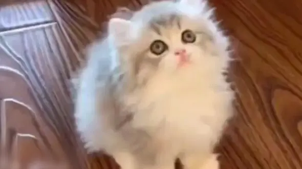 ببینید /  گیر کردن بچه گربه شکمو در ظرف غذایش + فیلم جالب