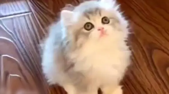 ببینید /  گیر کردن بچه گربه شکمو در ظرف غذایش + فیلم جالب