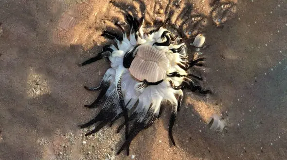 عجیب‌ترین موجود دریایی با لب های پروتزی در ساحل استرالیا + عکس