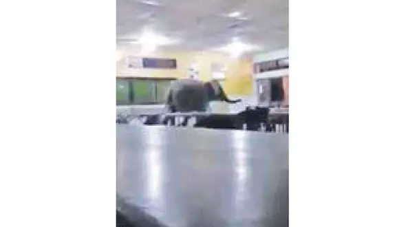 این فیل  به مدرسه می رود! + عکس