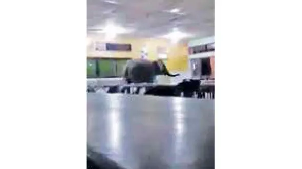 این فیل  به مدرسه می رود! + عکس