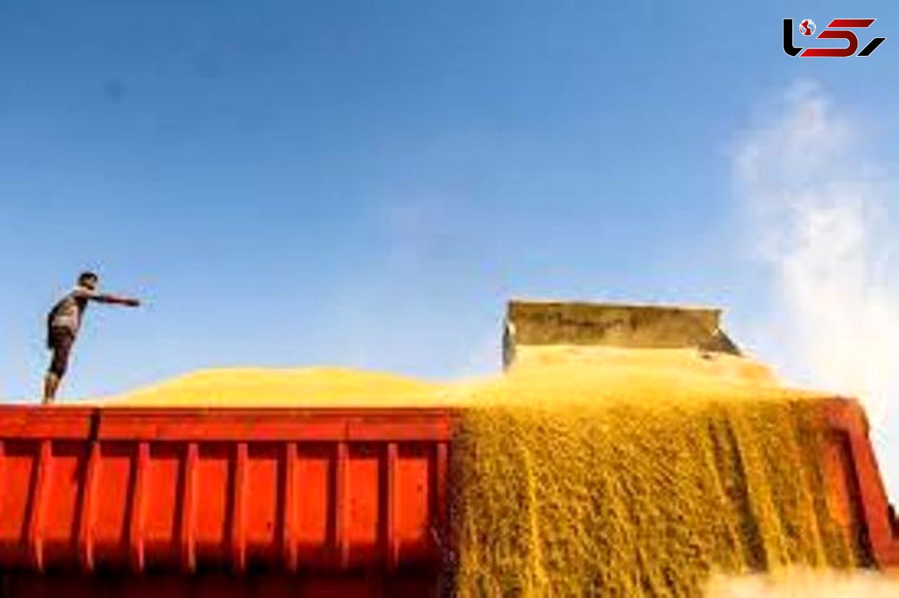 مجوز صادرات 3 میلیون تن آرد گندم داده شد/ ذخیره 9 میلیون تنی گندم