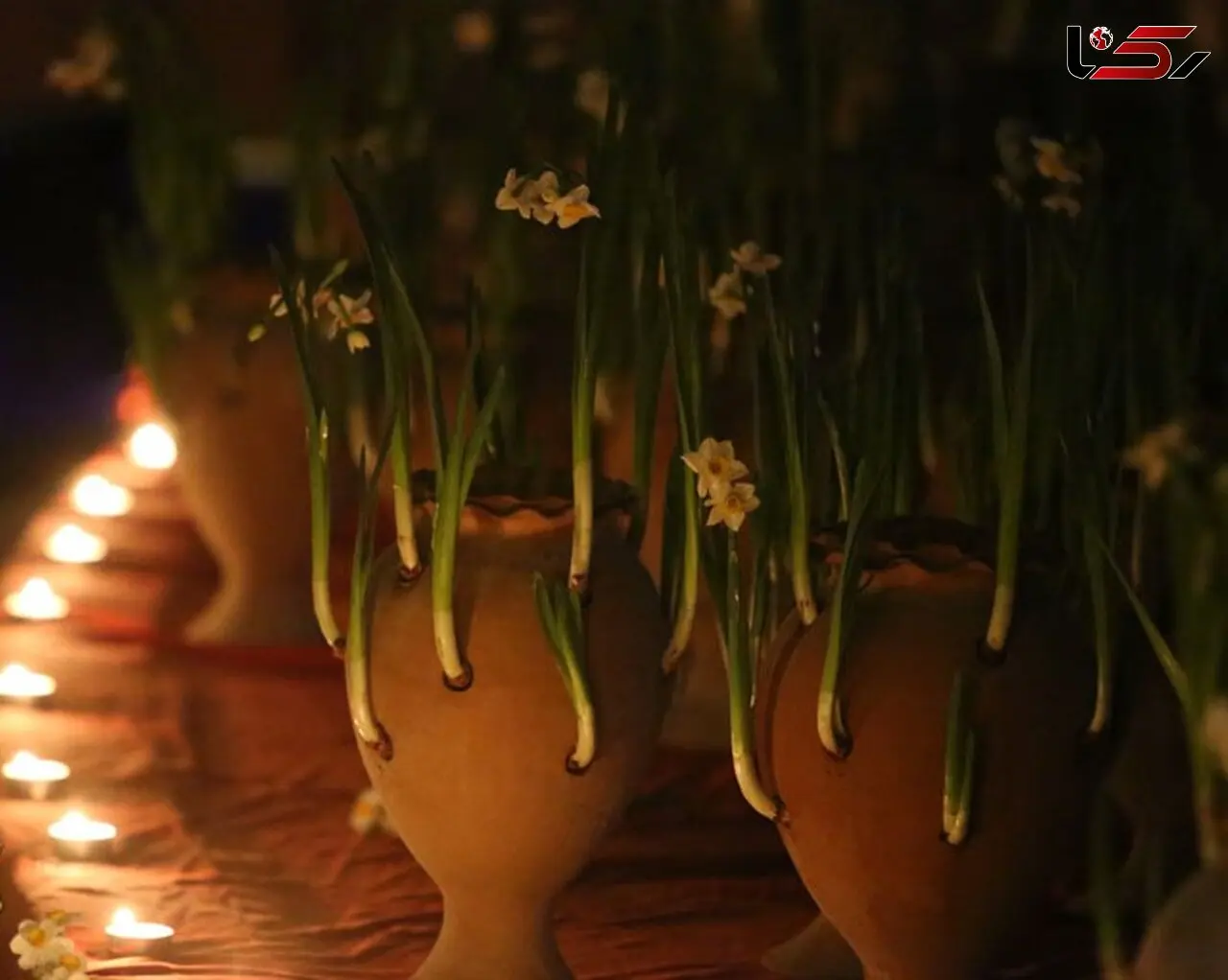 برگزاری کارگاه آموزشی کاشت نرگس سمنان 