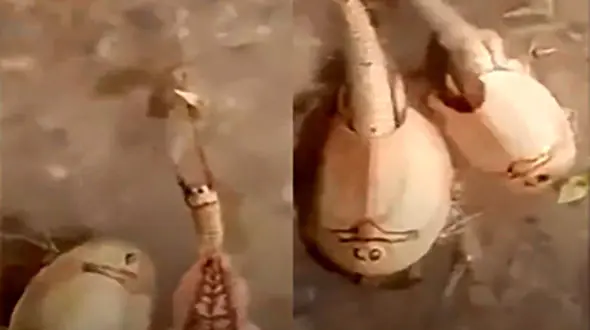 حقایقی عجیب از موجود تازه کشف‌شده در دریاچه هامون+ عکس
