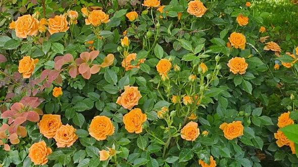 فال و طالع بینی امروز 11 خرداد + فیلم