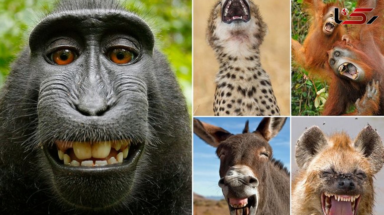 مجموعه ای از عکس های خنده دار حیوانات در حیات وحش