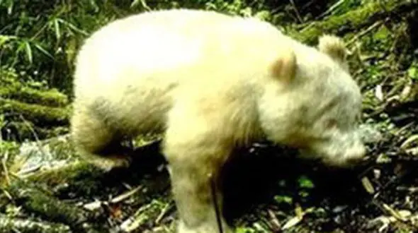 کشف گونه ای نادر خرس +عکس