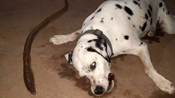 نجات یک خانواده از مرگ توسط سگ وفادار ! +فیلم و عکس 