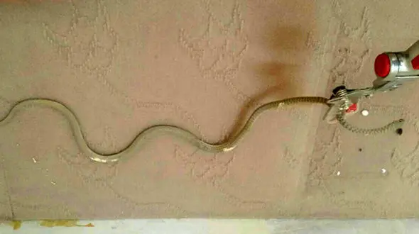 این مار میهمان وحشتناک خانه مرد سراوانی بود! + عکس
