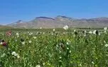 خشخاش را می‌زنند، فقر دوباره می‌کارد/ کشت خشخاش جرم است؛ اما علل و ریشه‌های اقتصادی و کشت آن هنوز بی‌درمان مانده + فیلم