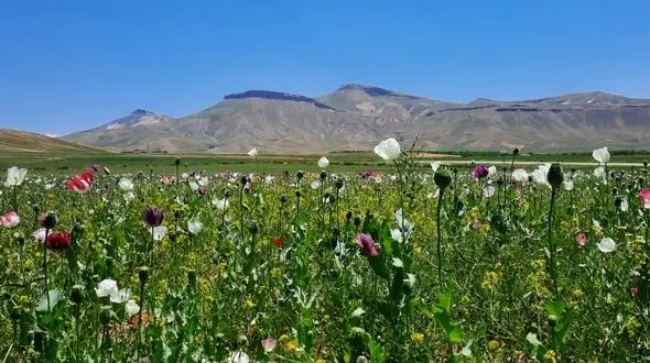 خشخاش را می‌زنند، فقر دوباره می‌کارد/ کشت خشخاش جرم است؛ اما علل و ریشه‌های اقتصادی و کشت آن هنوز بی‌درمان مانده + فیلم