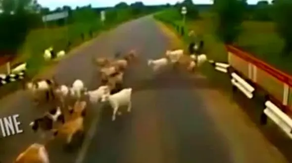 تریلی تلخ ترین حادثه را در جاده رقم زد + فیلم