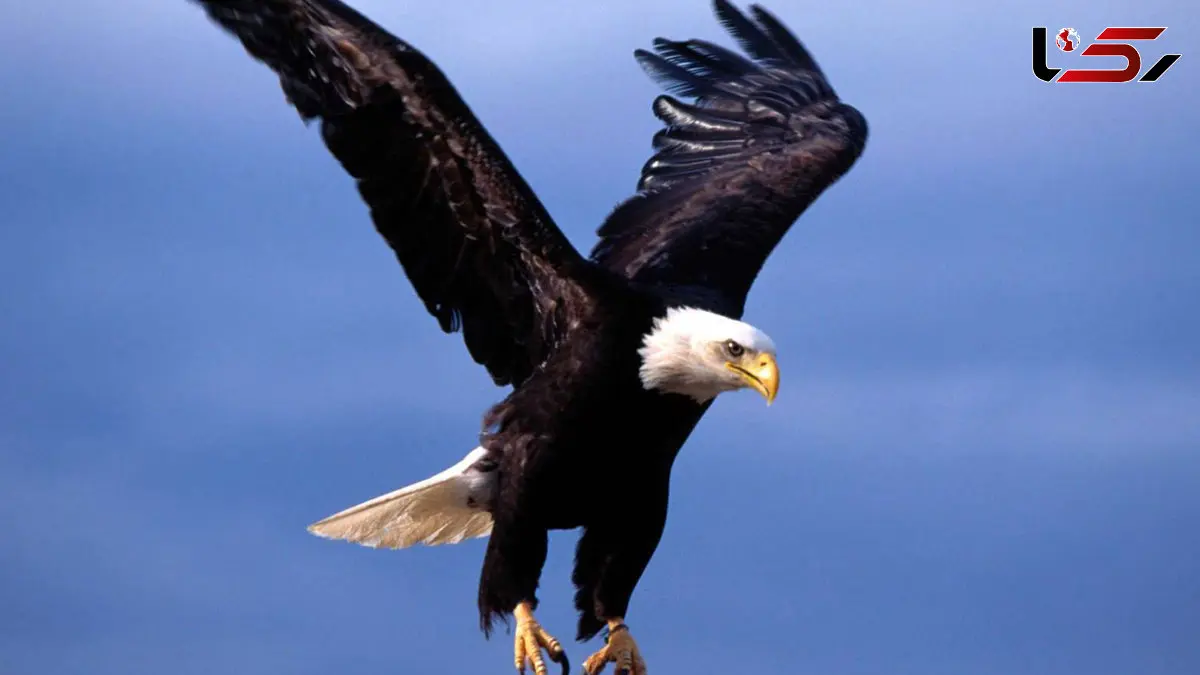 فیلم شکار مار توسط عقاب خشمگین 