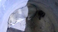 سگ گرفتار در چاه آب در مهاباد رهایی یافت