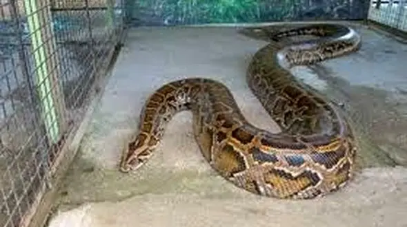 ماشین آلات غول پیکر؛ بیل مکانیکی درختارو قطع میکنه راه برا پیتون کله خر باز شه+فیلم