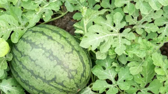 نحوه انتخاب هندوانه