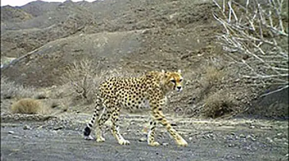 سفر به بکرترین و بزرگترین پناهگاه حیات وحش در خاورمیانه + فیلم