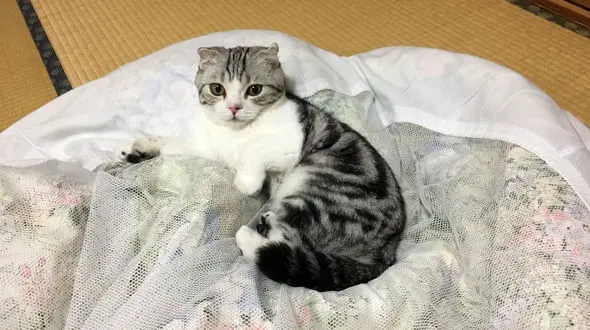 خدمات غیر عادی در برخی هتل های ژاپن+عکس