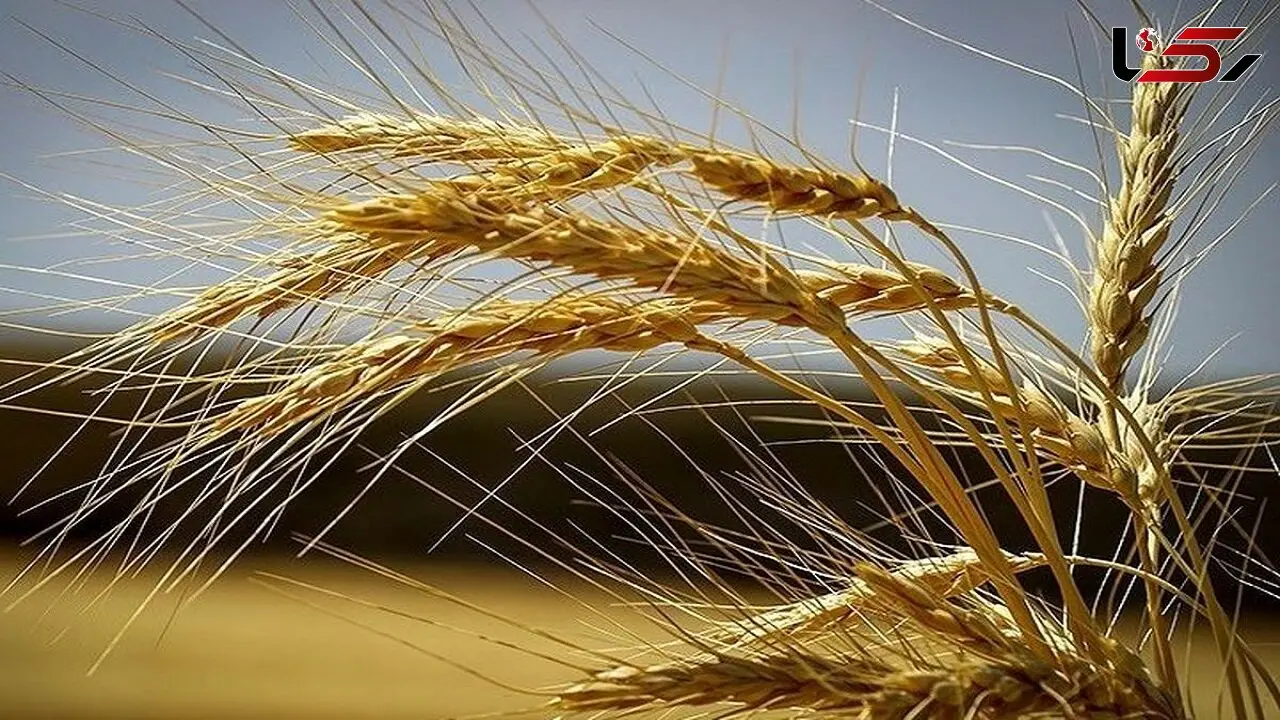 احتمال حمله بیماری زنگ زرد / برای مقابله آماده ایم!
