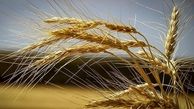 قیمت خرید گندم تغییر خواهد کرد/ وضعیت فعلی بارش ها تولید گندم را بحرانی می کند