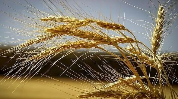 احتمال حمله بیماری زنگ زرد / برای مقابله آماده ایم!