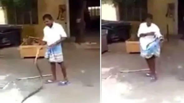 عجیب ترین شکار مار کبری! + فیلم