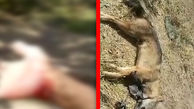 کشاورز چنارانی گرگ نگونبخت را با دست خفه کرد + عکس و فیلم
