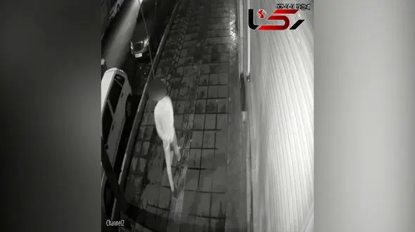 فیلم لحظه رعب آور زورگیر قمه کش در حمله به جوان موتور سوار در تهران