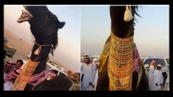 مراسم ازدواج میلیون دلاری دو شتر در عربستان+عکس