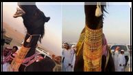 مراسم ازدواج میلیون دلاری دو شتر در عربستان+عکس