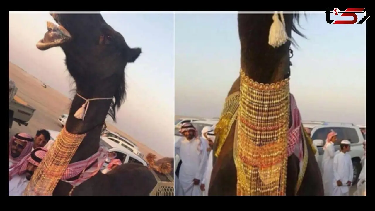 مراسم ازدواج میلیون دلاری دو شتر در عربستان+عکس