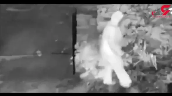 اقدام احمقانه یک پیرزن با درخت کریسمس+ تصویر