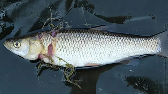 فاجعه زیر آب؛ زجر ماهی ها با تورهای مفت گیری / این تورها محل تخم گذاری ماهیان را از بین می برد