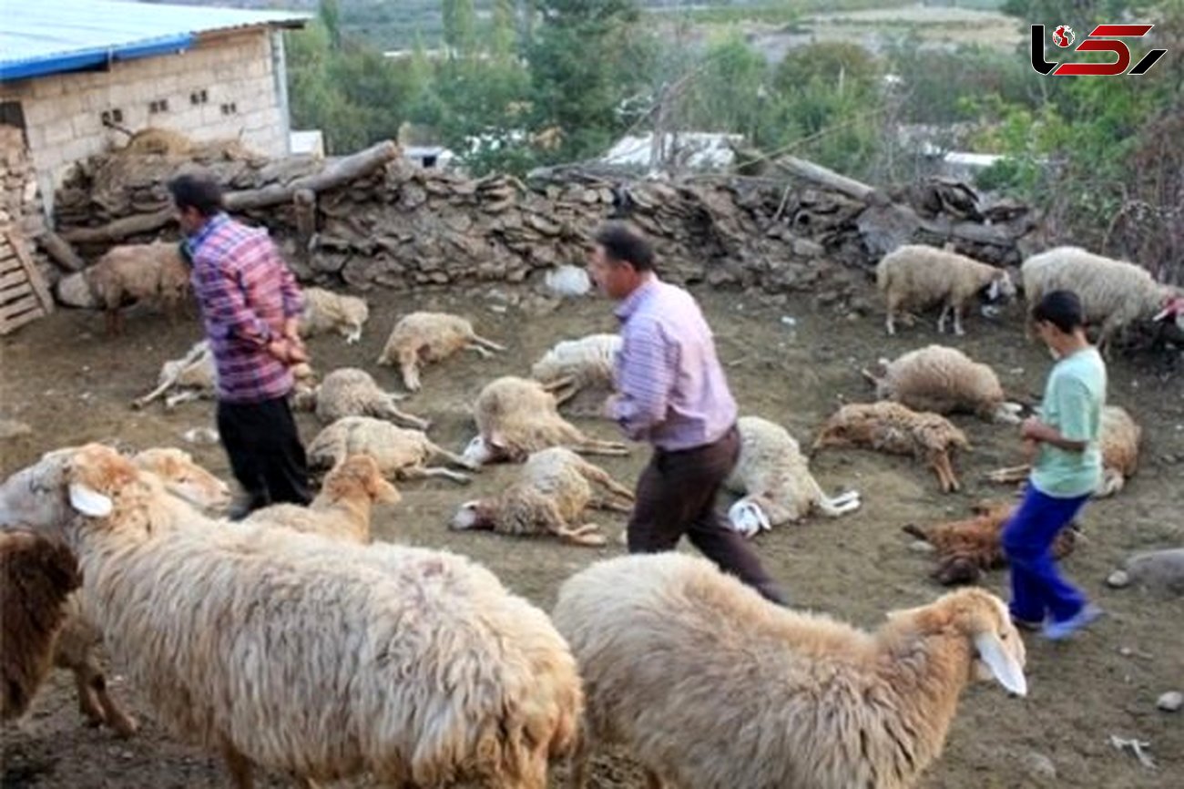 تشریح اقدامات برای جبران خسارت ناشی از حمله گرگ در یزد