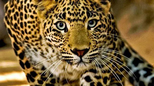 از درگیری جگوار و شیر تا حمله فیل به نگهبانان خود