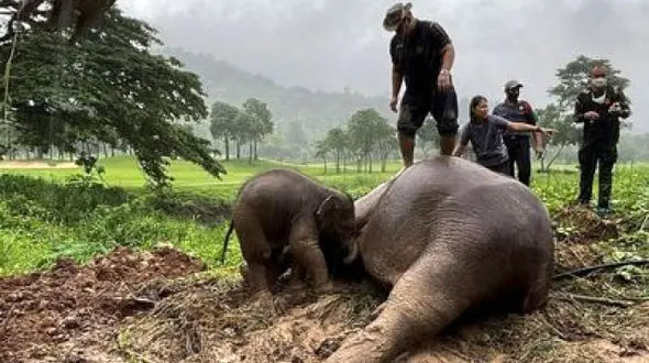 ببینید / احساسی ترین پست محسن افشاری با انتشار یک فیلم 