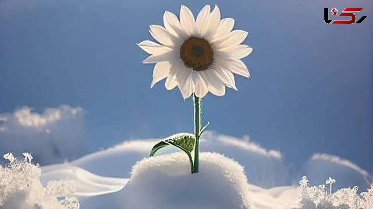 فال روزانه 23 اسفند + فیلم