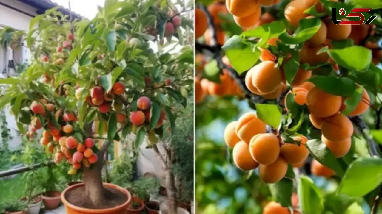 راهنمای جامع نگهداری و زمان مناسب برای کاشت هسته زردآلو