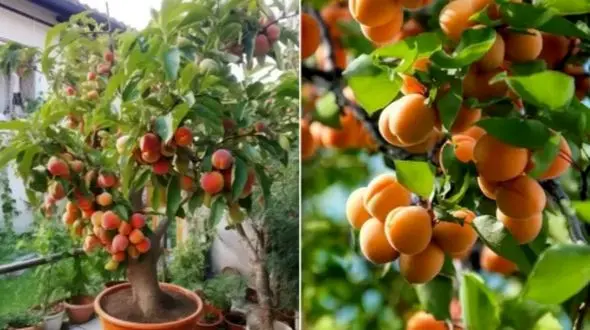 راهنمای جامع نگهداری و زمان مناسب برای کاشت هسته زردآلو