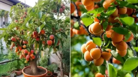 راهنمای جامع نگهداری و زمان مناسب برای کاشت هسته زردآلو