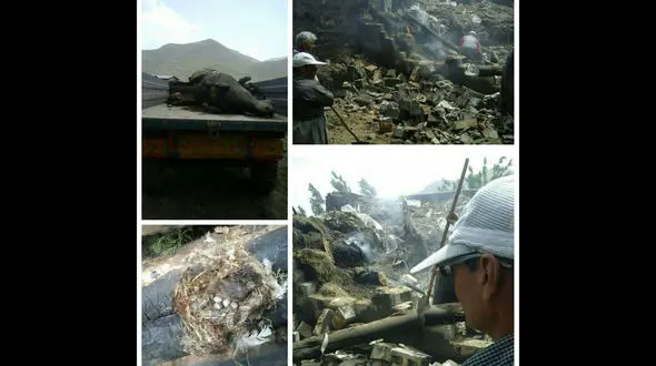 مرگ تلخ حیوانات در آتش انبار کاه / کبوتر بخاطر تخم هایش لانه را ترک نکرد + عکس 