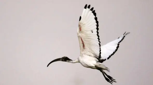  پرنده کمیاب آفریقایی در عسلویه مشاهده شد