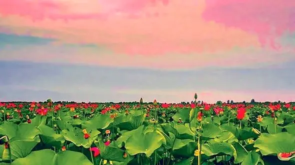 لاله‌های مردابی تالاب انزلی را ببینید + عکس