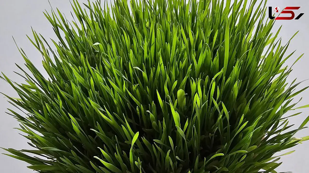 خلاصه ای از سیزده‌ بدر + فیلم