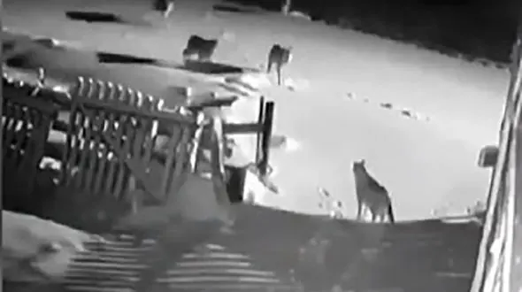  فیلم حمله مرگبار گرگ‌های گرسنه به سگ‌های  روستایی در زنجان