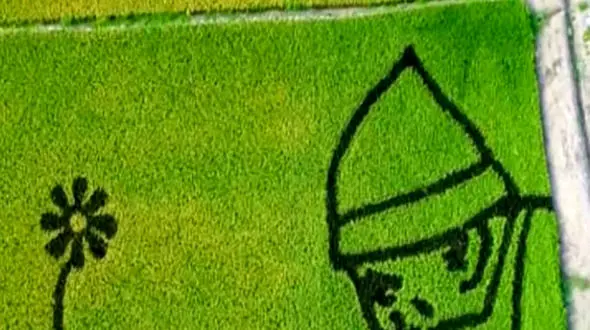 با برنج های رنگی بیشتر آشنا شویم + فیلم