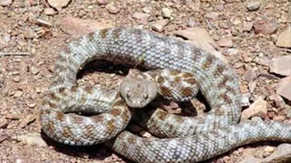 این مار سمی در ساختمان آموزشی چه می کرد؟