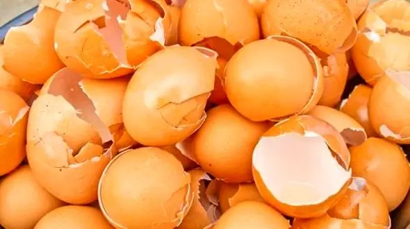 راز پرپشت شدن موها با پوست تخم مرغ + دستور تهیه ماسک معجزه آسا