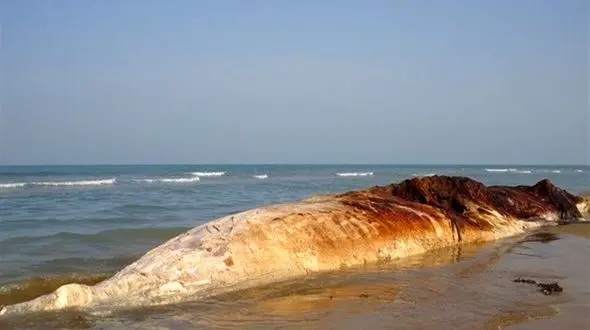 

علت مرگ نهنگ‌ها در سواحل خلیج فارس
